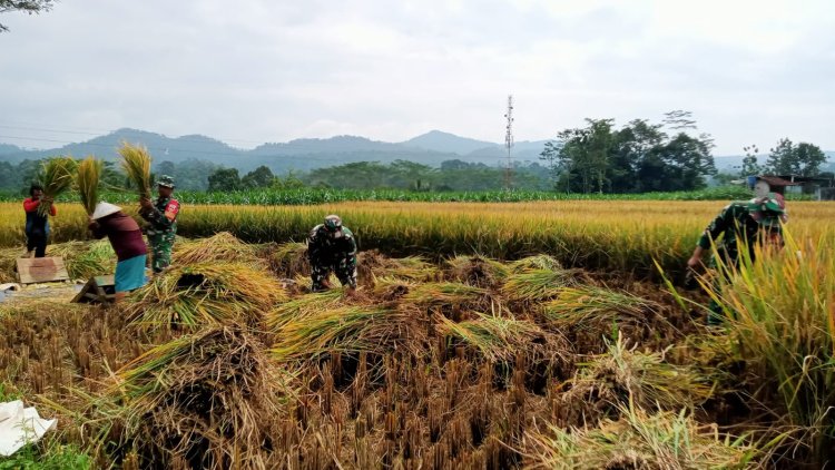 Wujud Dukung Hanpangan Danramil dan Babinsa turun Langsung membantu warga Panen Padi