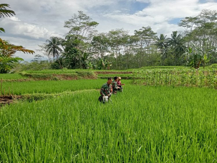 Danramil Dan Babinsa Terjun Langsung Ke Sawah Bantu Petani Pemupukan