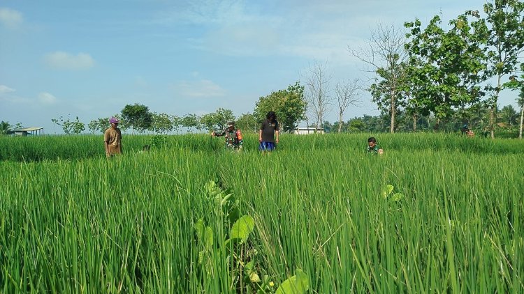 Babinsa Klampok Dampingi Petani Cegah Hama, Dukung Ketahanan Pangan Nasional