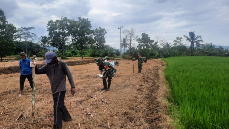 Babinsa Koramil 03 Wanadadi Melaksanakan Tanam Jagung