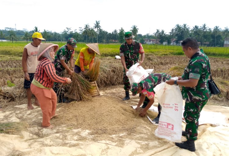Koramil 09 Susukan Dampingi Panen Padi Kelompok Tani Trubus