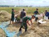 Babinsa Kesawah Bantu Panen Padi Petani