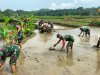 Sinergi TNI dan Petani Koramil 11 Punggelan Turun ke Sawah Bantu Olah Lahan di Bondolharjo