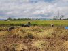 Panen  Padi Bersama Poktan Dan Babinsa