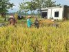 Babinsa Koramil 02 Klampok Dampingi Panen Padi di Desa Kalimandi