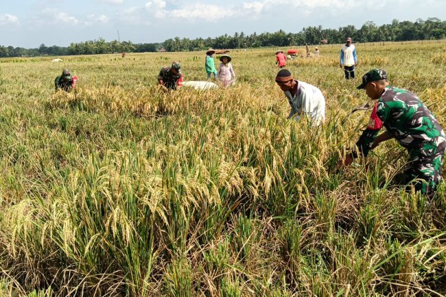 Bulan Ramadhan Tidak Menjadi Halangan Babinsa Untuk Membantu Panen Padi Petani