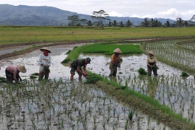 Babinsa Koramil 13 Banjarmangu Sengkuyung Bantu Tanam  Padi
