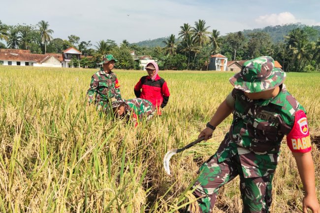Babinsa Menbantu Proses Panen Padi