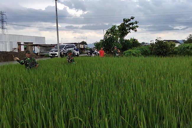 Pemupukan Tanaman Padi Bersama Babinsa