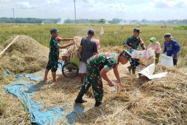 Babinsa Kesawah Bantu Panen Padi Petani