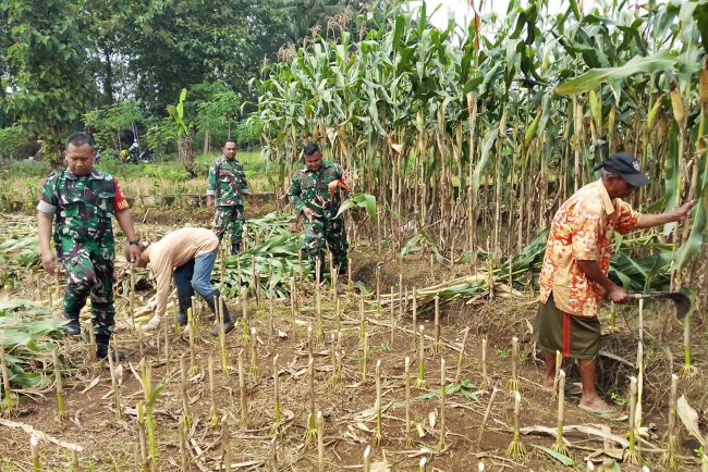Demi menjaga ketahanan Pangan Babinsa bersinergi membantu Panen Jagung