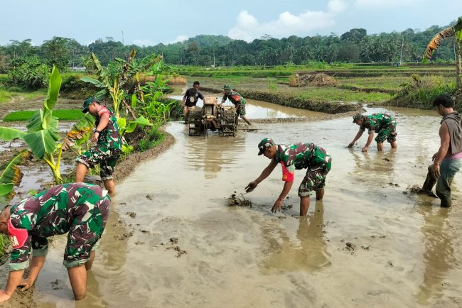 Sinergi TNI dan Petani Koramil 11 Punggelan Turun ke Sawah Bantu Olah Lahan di Bondolharjo
