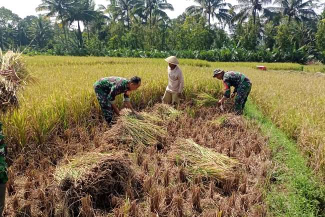 Koramil 14 Madukara membantu proses panen padi bersama petani
