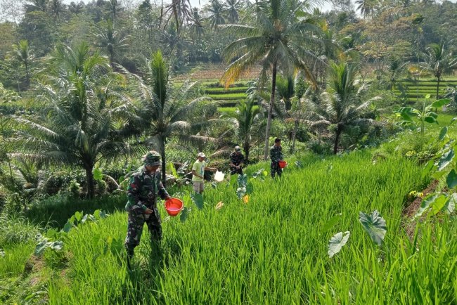 Sukseskan Ketahanan Pangan Danramil dan Babinsa Bantu Petani Tanam Padi