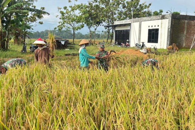 Babinsa Koramil 02 Klampok Dampingi Panen Padi di Desa Kalimandi
