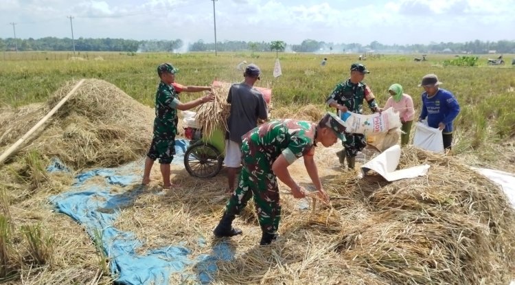 Babinsa Kesawah Bantu Panen Padi Petani