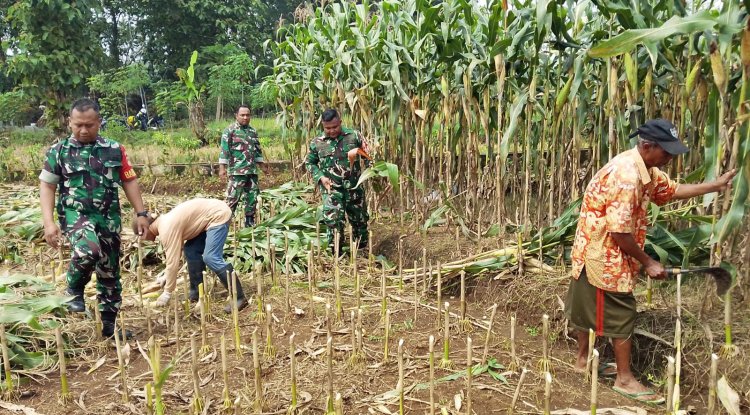 Demi menjaga ketahanan Pangan Babinsa bersinergi membantu Panen Jagung