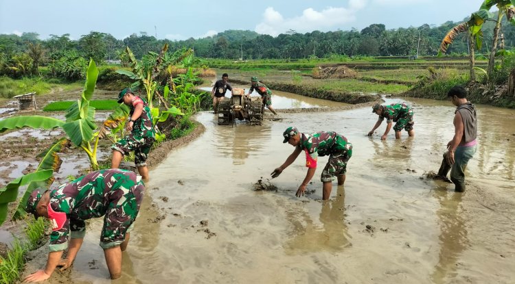 Sinergi TNI dan Petani Koramil 11 Punggelan Turun ke Sawah Bantu Olah Lahan di Bondolharjo