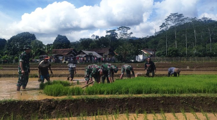 Aksi Nyata Danramil Dan Babinsa Bantu Petani Cabut Benih Padi Siap Tanam