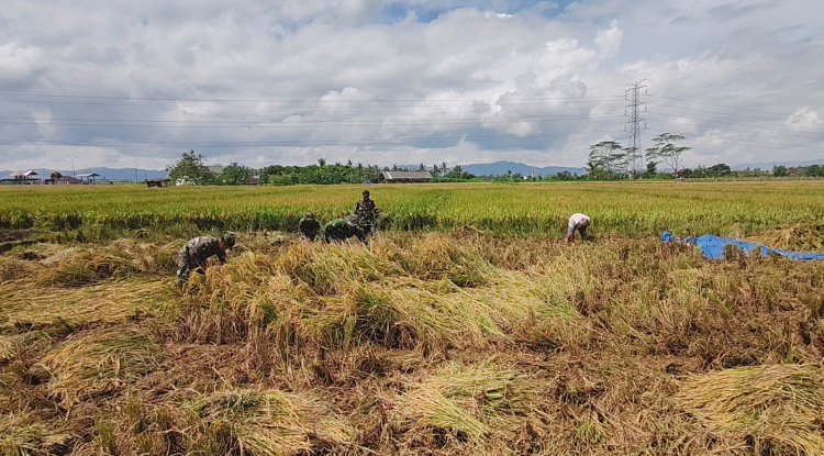 Panen  Padi Bersama Poktan Dan Babinsa
