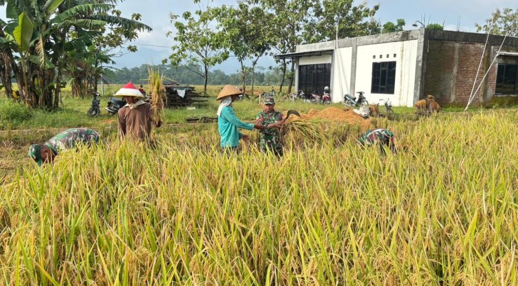 Babinsa Koramil 02 Klampok Dampingi Panen Padi di Desa Kalimandi