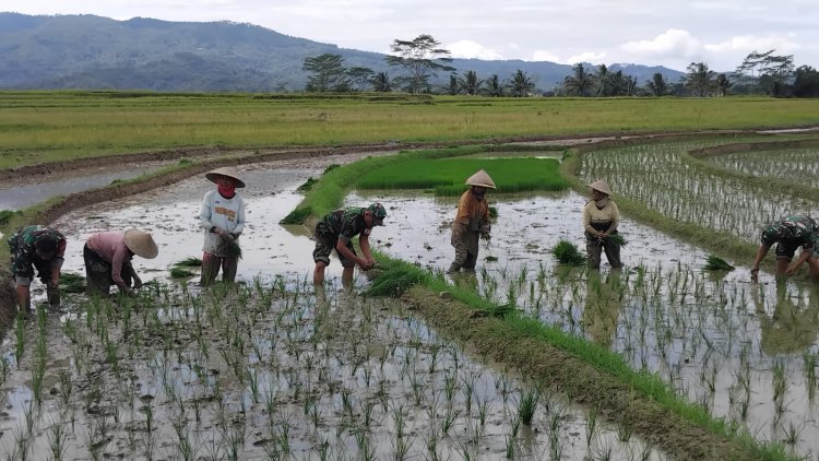 Babinsa Koramil 13 Banjarmangu Sengkuyung Bantu Tanam  Padi