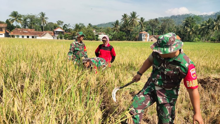Babinsa Menbantu Proses Panen Padi