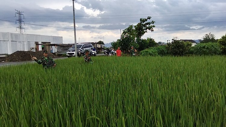 Pemupukan Tanaman Padi Bersama Babinsa