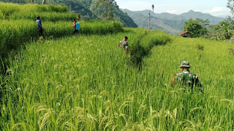 Babinsa Bersama Ketua Poktan Tani Maju Melaksanakan Kegiatan Penyemprotan Tanaman Padi
