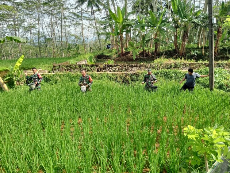 Koramil 01 Banjarnegara Terjun Langsung Ke Sawah Bantu Petani Pemupukan