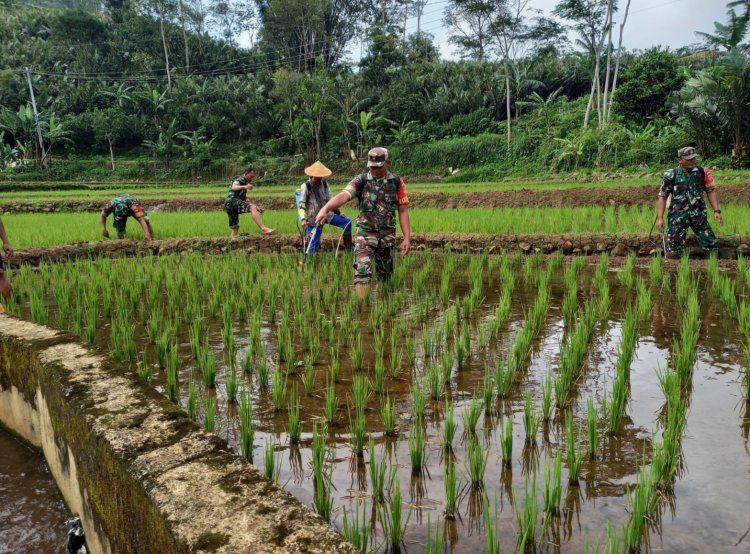 Perawatan Padi Kelompok Tani Di Wilayah, Babinsa Ikut membantu Dalam Giat  Penyemprotan