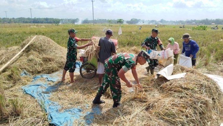 Babinsa Kesawah Bantu Panen Padi Petani