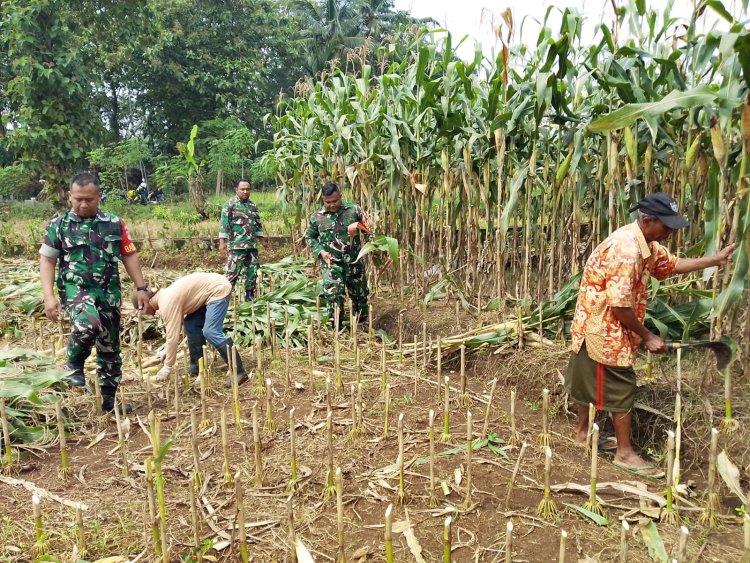 Demi menjaga ketahanan Pangan Babinsa bersinergi membantu Panen Jagung
