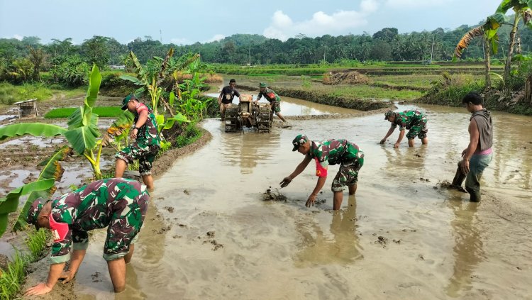 Sinergi TNI dan Petani Koramil 11 Punggelan Turun ke Sawah Bantu Olah Lahan di Bondolharjo