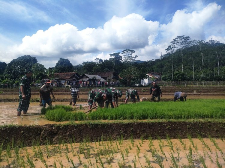 Aksi Nyata Danramil Dan Babinsa Bantu Petani Cabut Benih Padi Siap Tanam