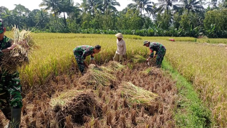 Koramil 14 Madukara membantu proses panen padi bersama petani