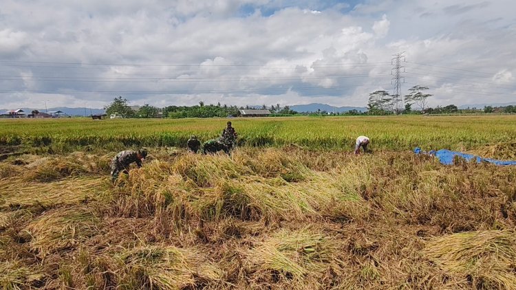 Panen  Padi Bersama Poktan Dan Babinsa