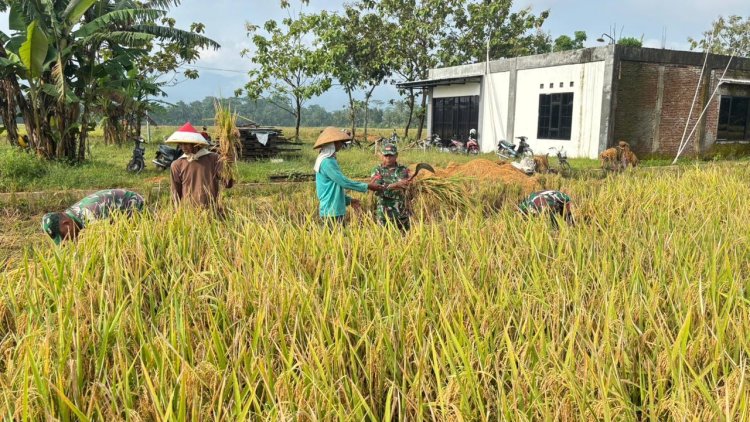 Babinsa Koramil 02 Klampok Dampingi Panen Padi di Desa Kalimandi