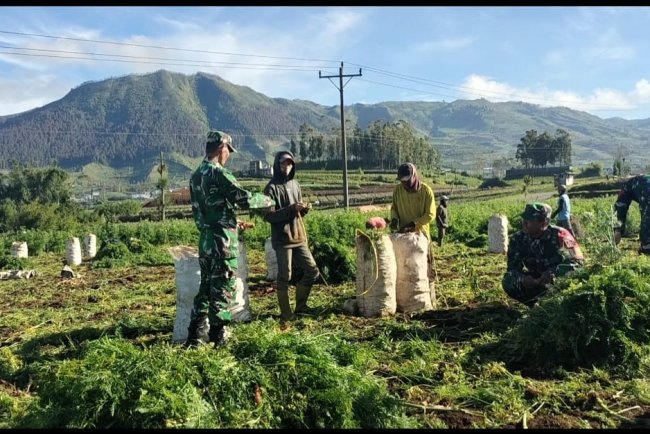 Koramil 05 Batur Bantu Panen Dengan Penuh Semangat