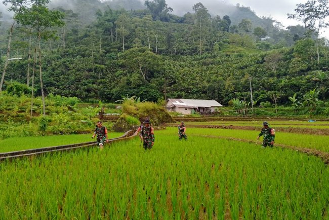 Wujud Kepedulian Babinsa Bantu Petani Perawatan Tanaman padi Di Wilayah Binaan