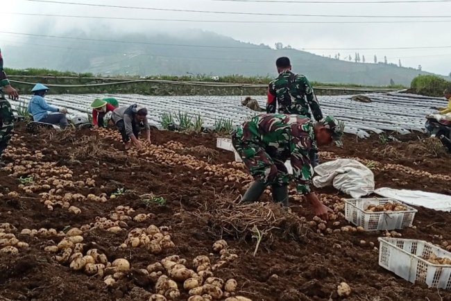 Panen Sepanjang Tahun Koramil Bantu Petani Manfaatkan Potensi Wilayah