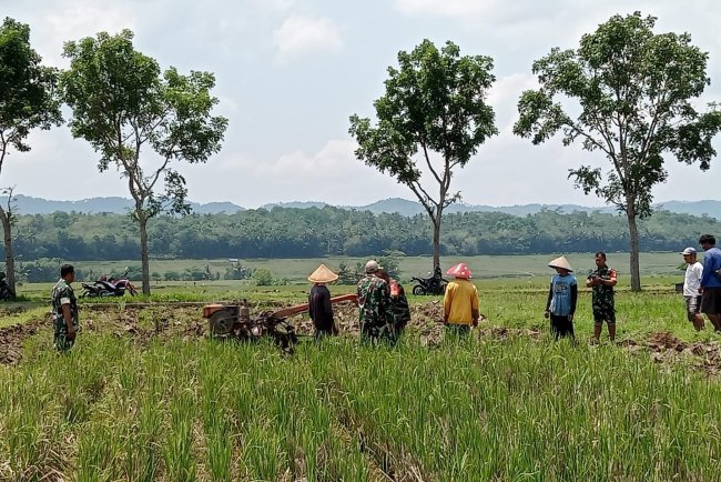 Babinsa Koramil 07 Mandiraja Membantu Petani Mengolah Lahan Sawah