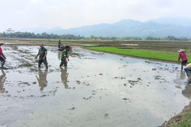 Persiapan Lahan Tanaman Padi Babinsa Ikut Serta Traktor Bersama Dengan Petani