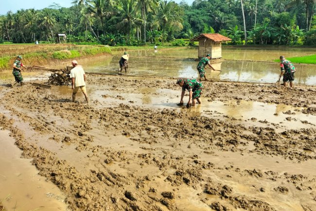 Danramil 11 Punggelan Pimpin Langsung Pengolahan Lahan Sawah di Badakarya