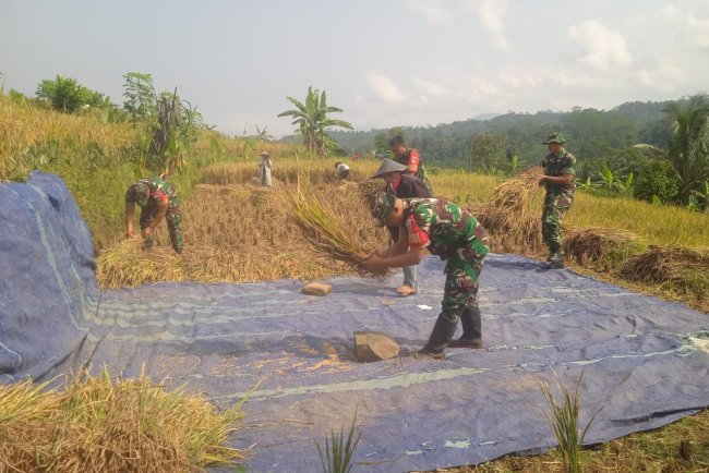 Danramil dan Babinsa turun Langsung membantu warga Panen Padi