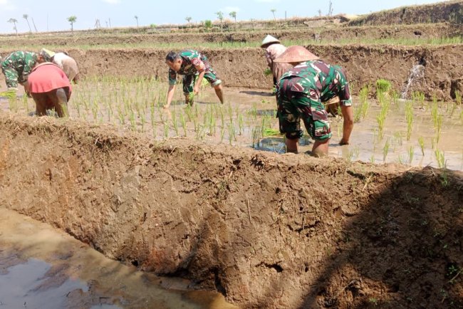 Babinsa Koramil 14 Madukara  Dampingi Petani Tanam Padi