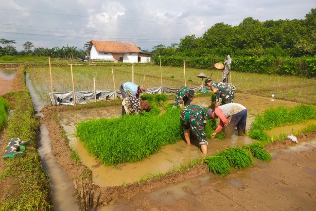 Koramil 15 Rakit bersama warga binaan dan kelompok tani Tanam Padi Bibit Unggul