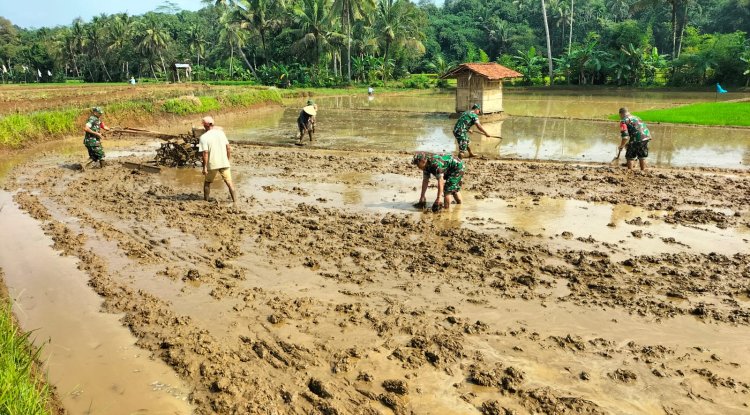 Danramil 11 Punggelan Pimpin Langsung Pengolahan Lahan Sawah di Badakarya