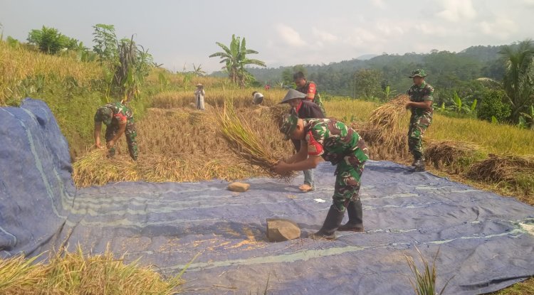 Danramil dan Babinsa turun Langsung membantu warga Panen Padi
