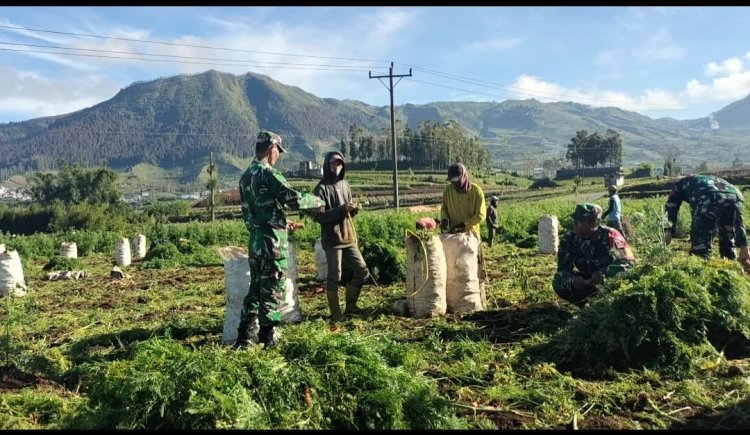 Koramil 05 Batur Bantu Panen Dengan Penuh Semangat